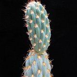 Miquelopuntia miquelii JM   ÉPUISÉ - OUT of STOCK - AGOTADO